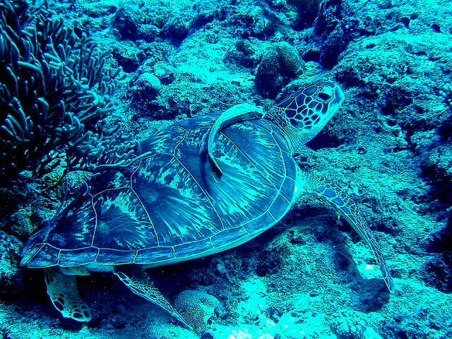 Green sea turtle with a remora hitching a ride on its shell.
