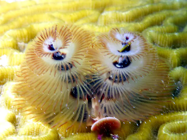 Underwater photograph by Joel Bergsma