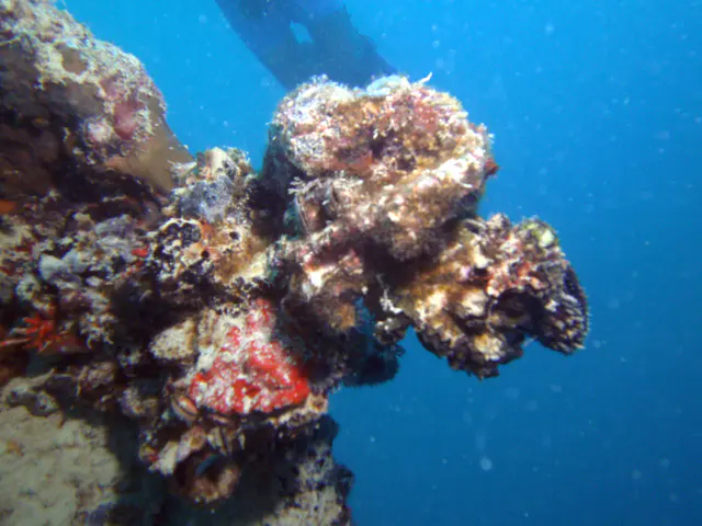 Coral growth at the tip of the ship's bow.