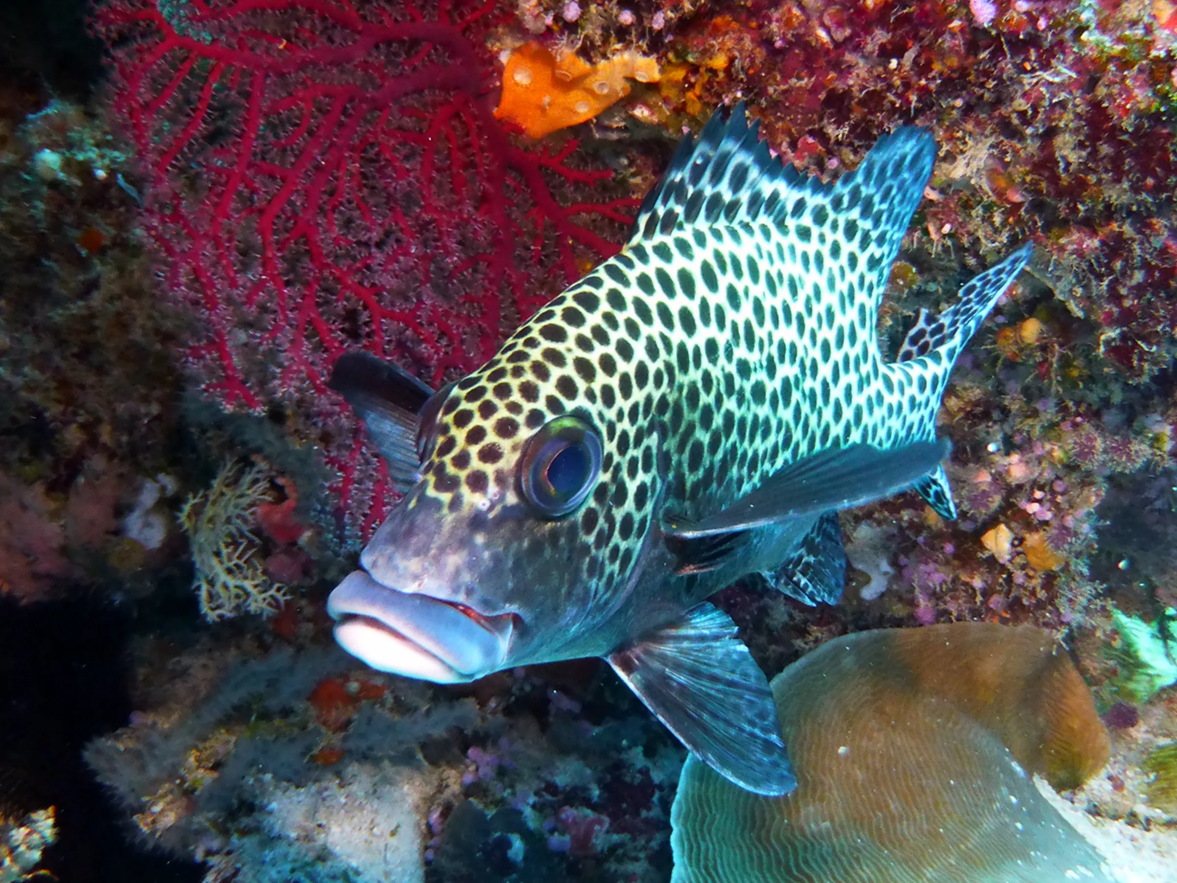 Many-Spotted Sweetlips, Palau, 2013