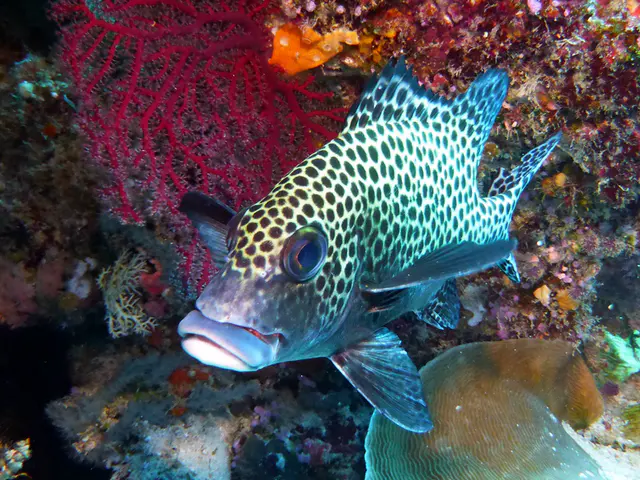 Underwater photograph by Joel Bergsma