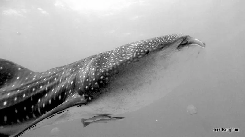 Whale Shark, Philippines, 2017