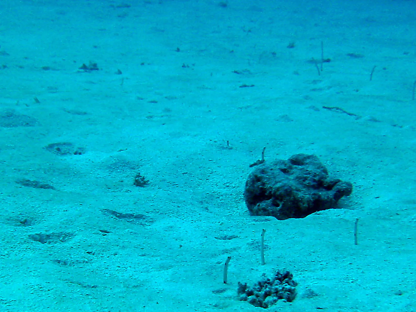 Garden eels living near the German Channel.