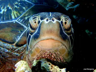 Underwater photograph by Joel Bergsma