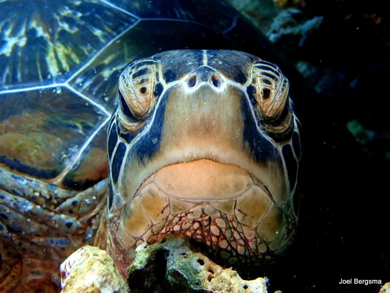 Green Sea Turtle, Philippines, 2017