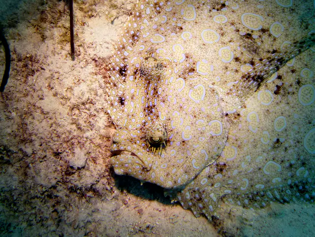 Underwater photograph by Joel Bergsma