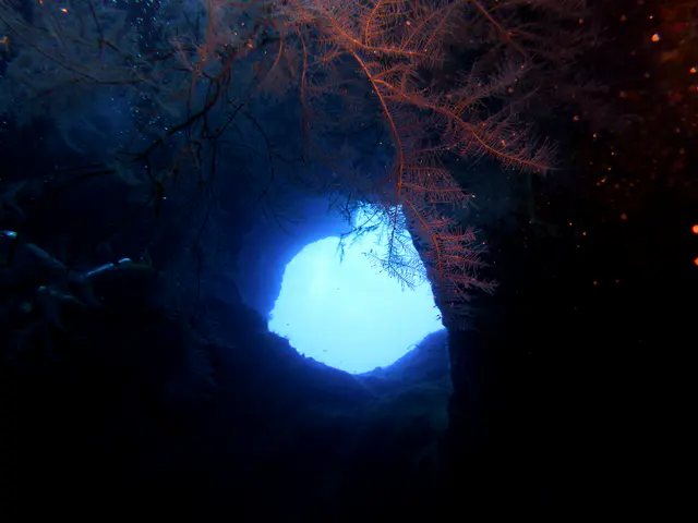 Underwater photograph by Joel Bergsma
