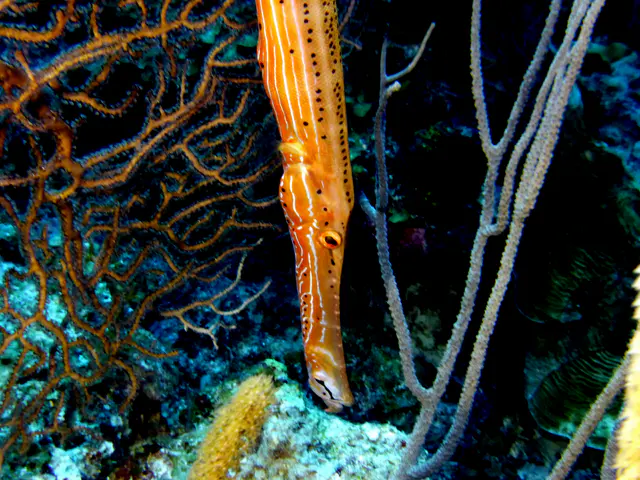 Underwater photograph by Joel Bergsma