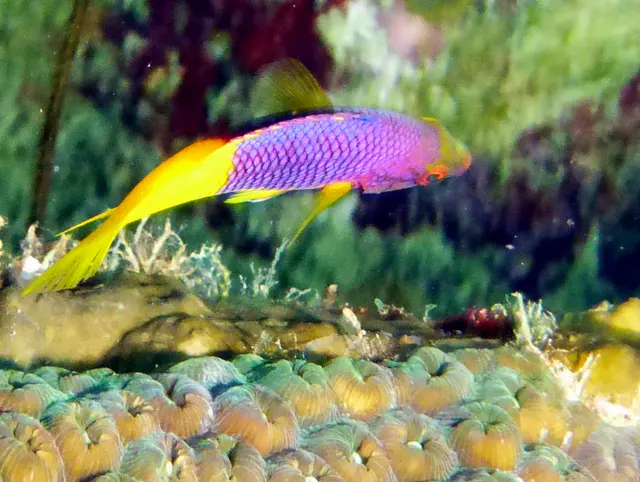 Underwater photograph by Joel Bergsma