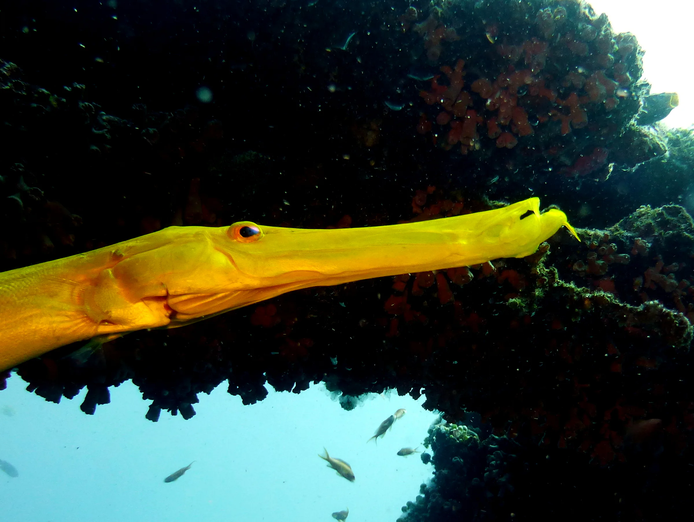 Trumpetfish, Philippines, 2014