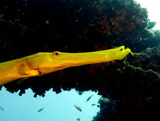 Underwater photograph by Joel Bergsma