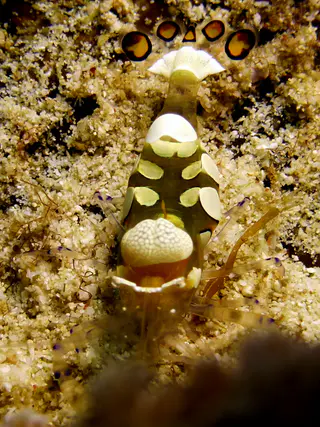 Underwater photograph by Joel Bergsma