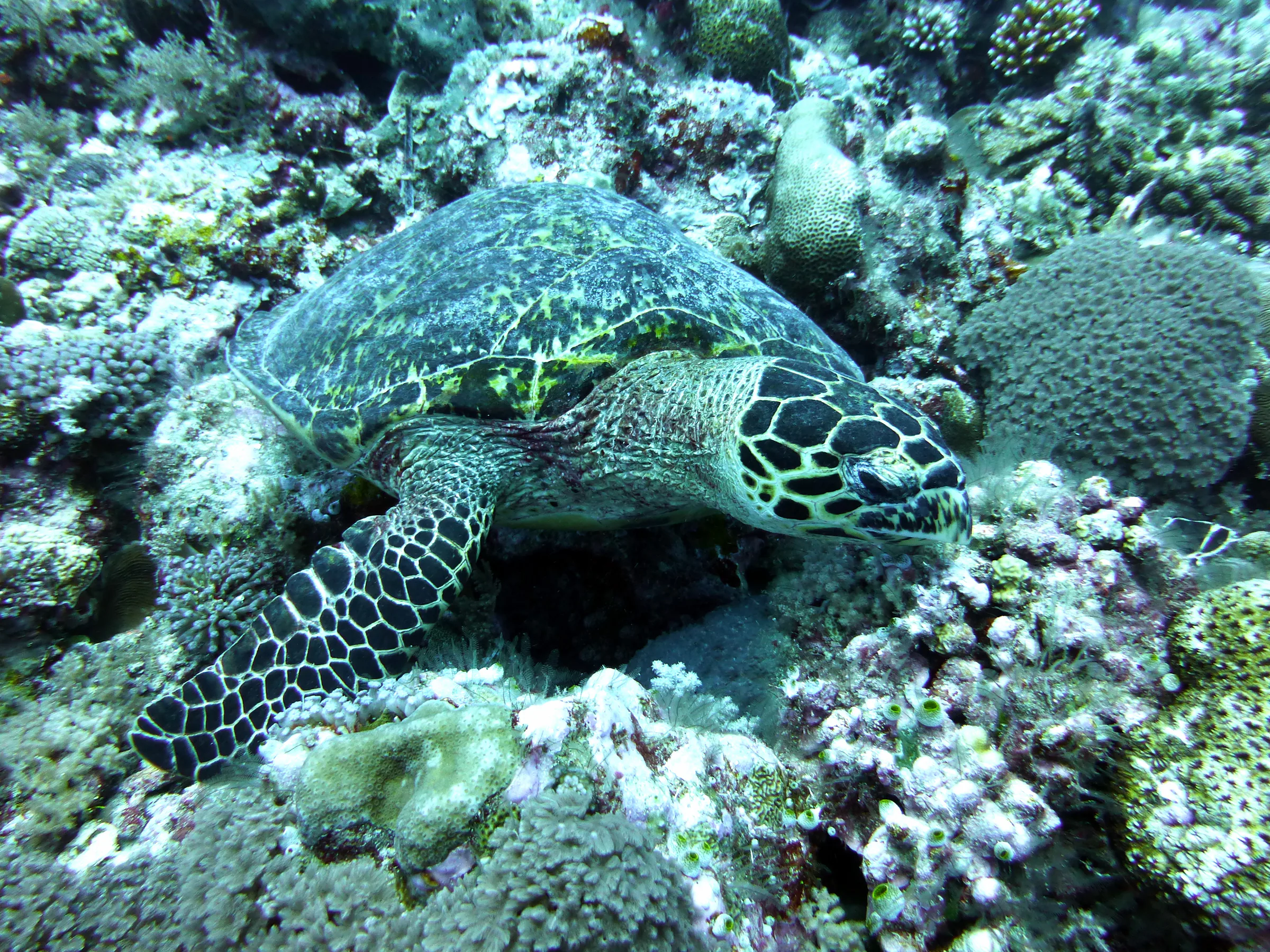 Hawksbill Turtle, Palau, 2013
