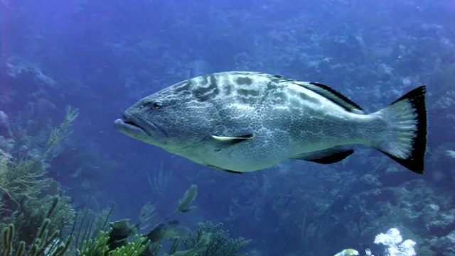Underwater photograph by Joel Bergsma