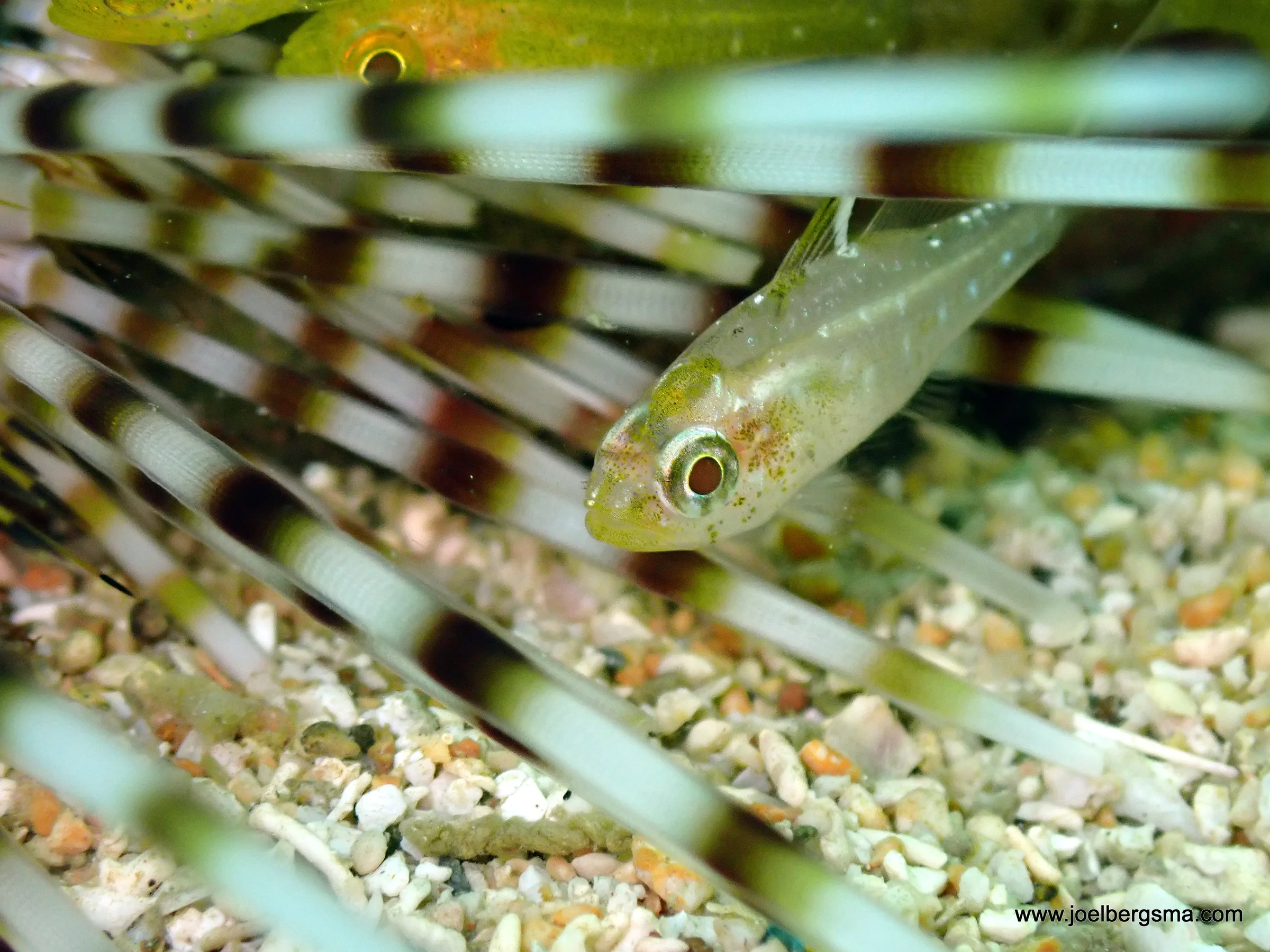 Philippines underwater photograph, 2022