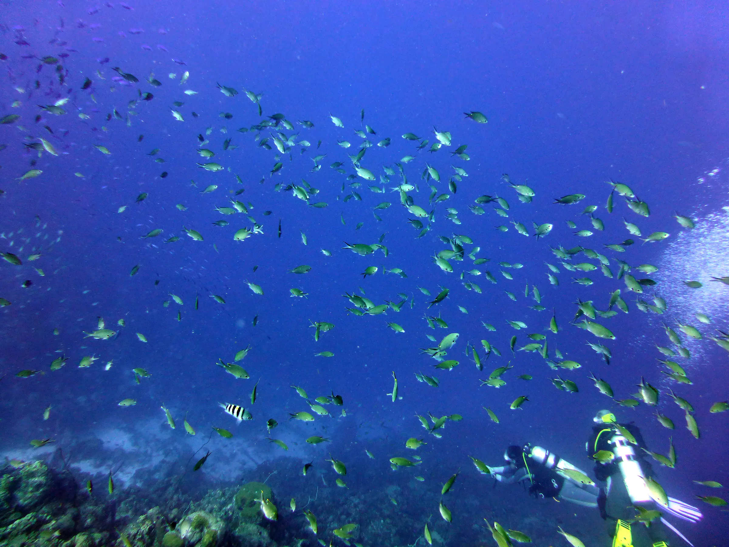 Bonaire underwater photograph, 2013