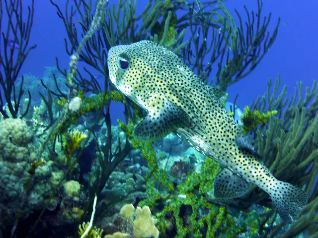 Underwater photograph by Joel Bergsma