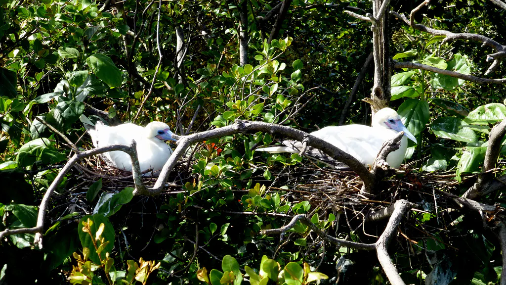 Red-footed Booby Birds.