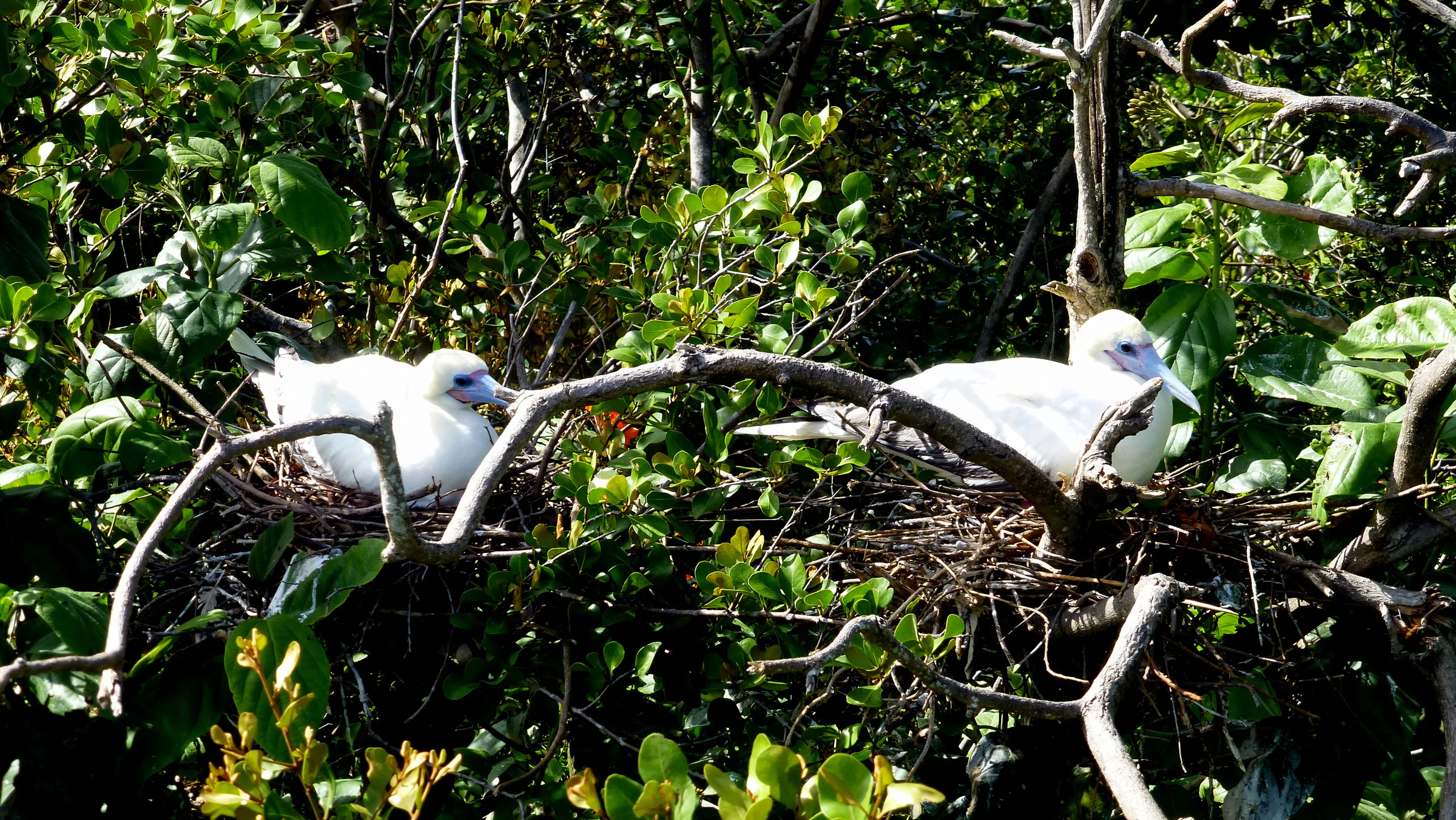 Red-footed Booby Birds.