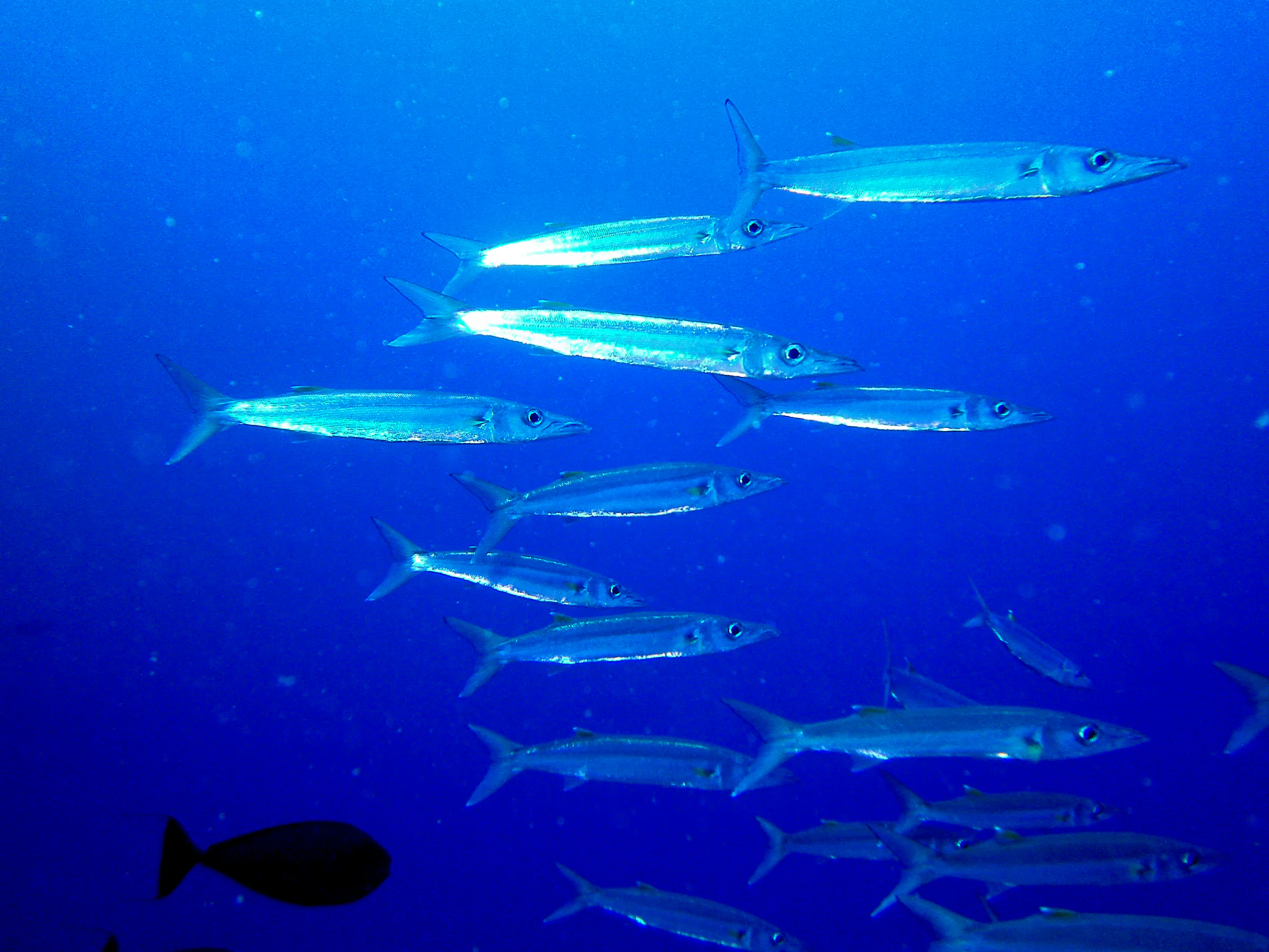 School of Barracuda