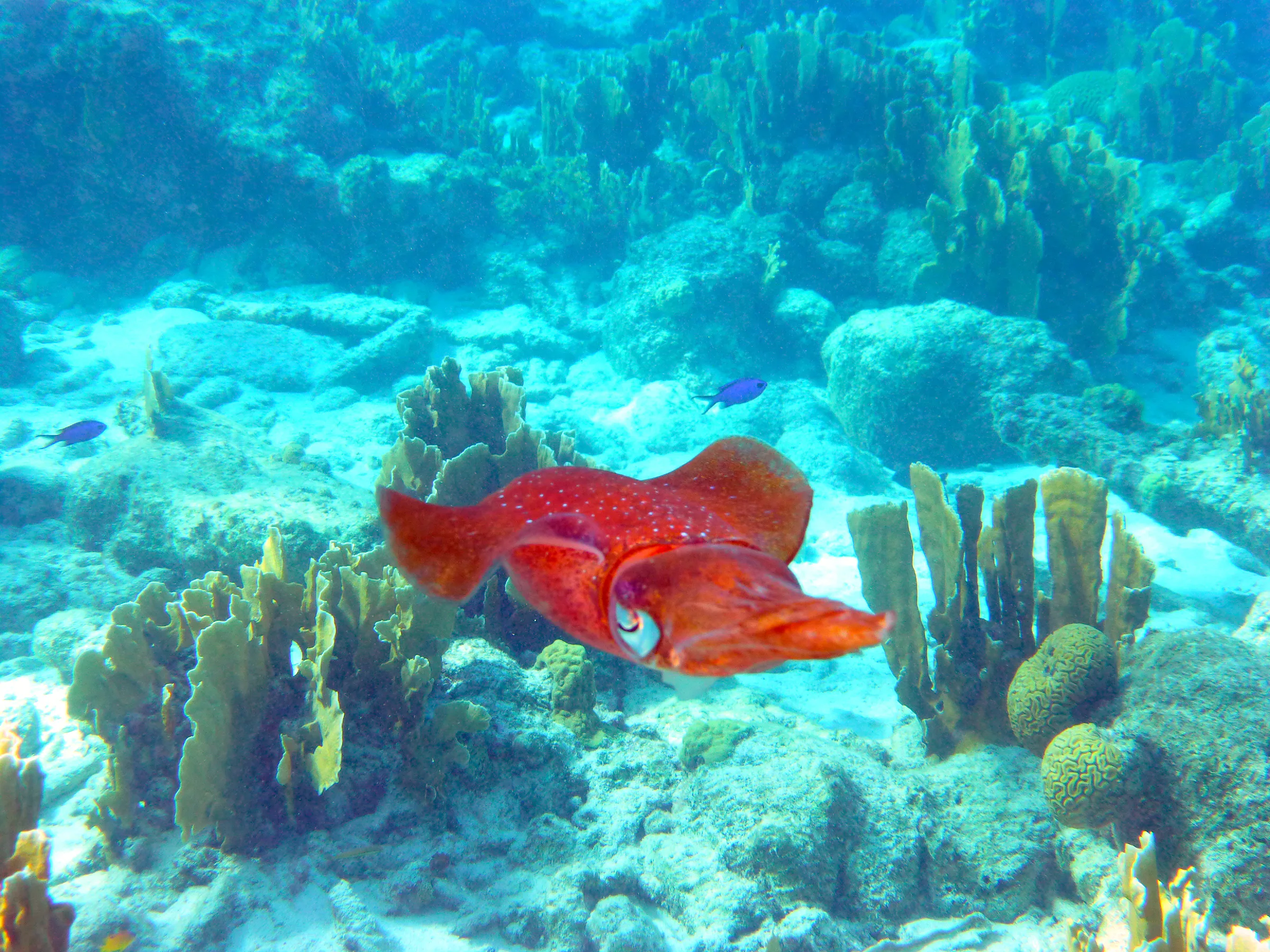 Reef Squid, Bonaire, 2013