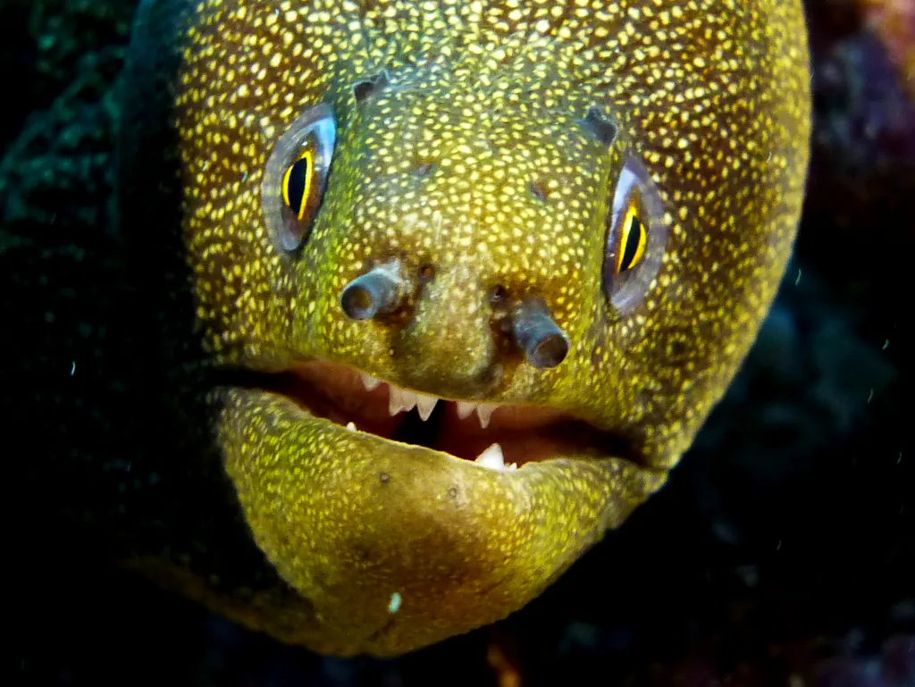 Spotted Moray Eel