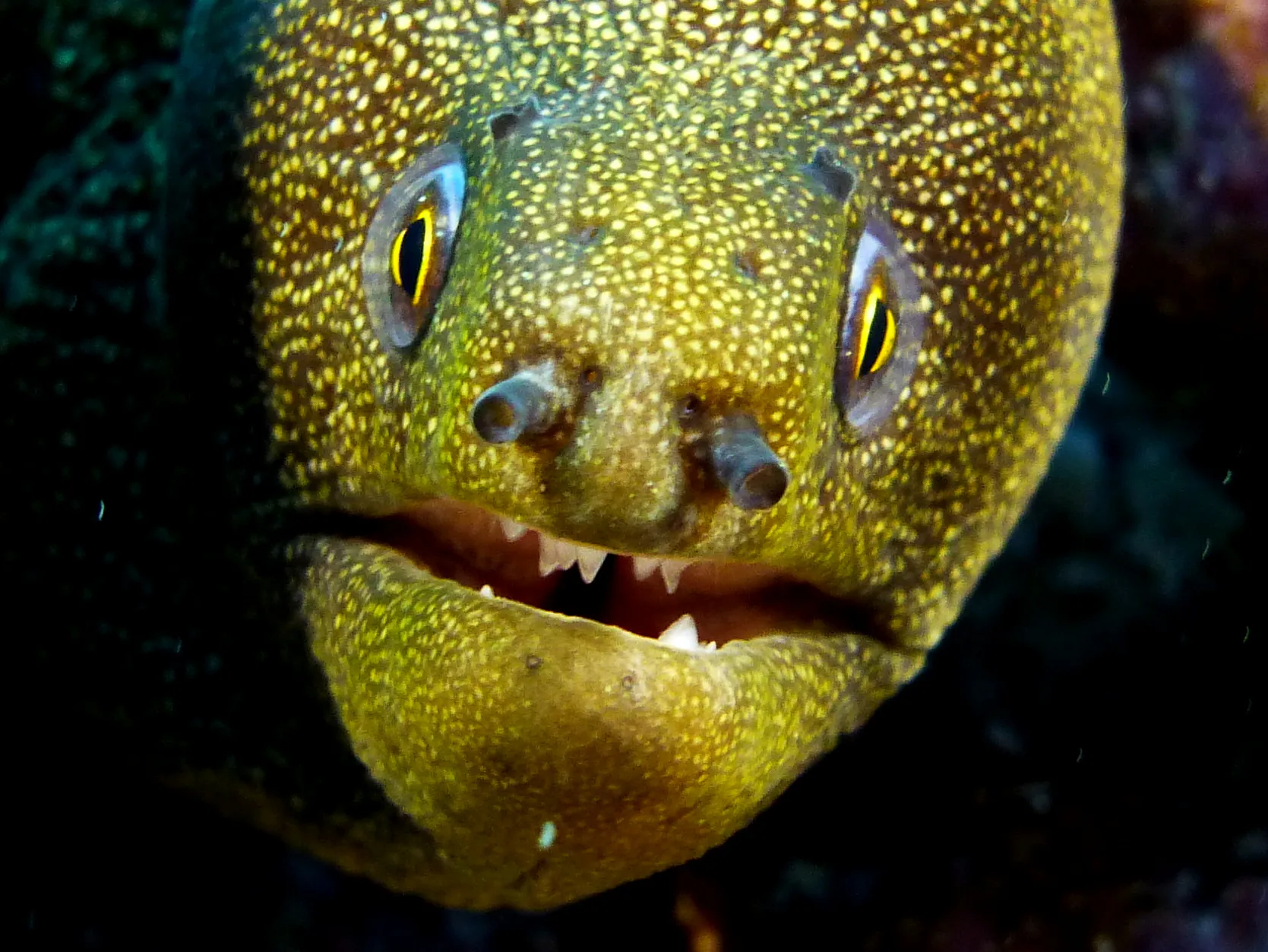Spotted Moray Eel