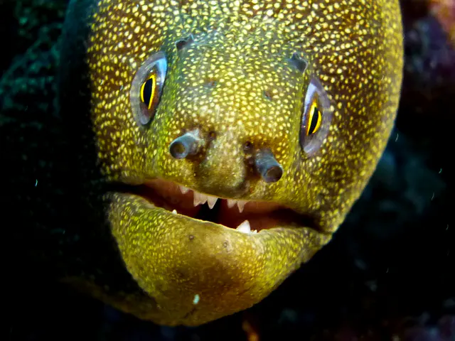 Spotted Moray Eel