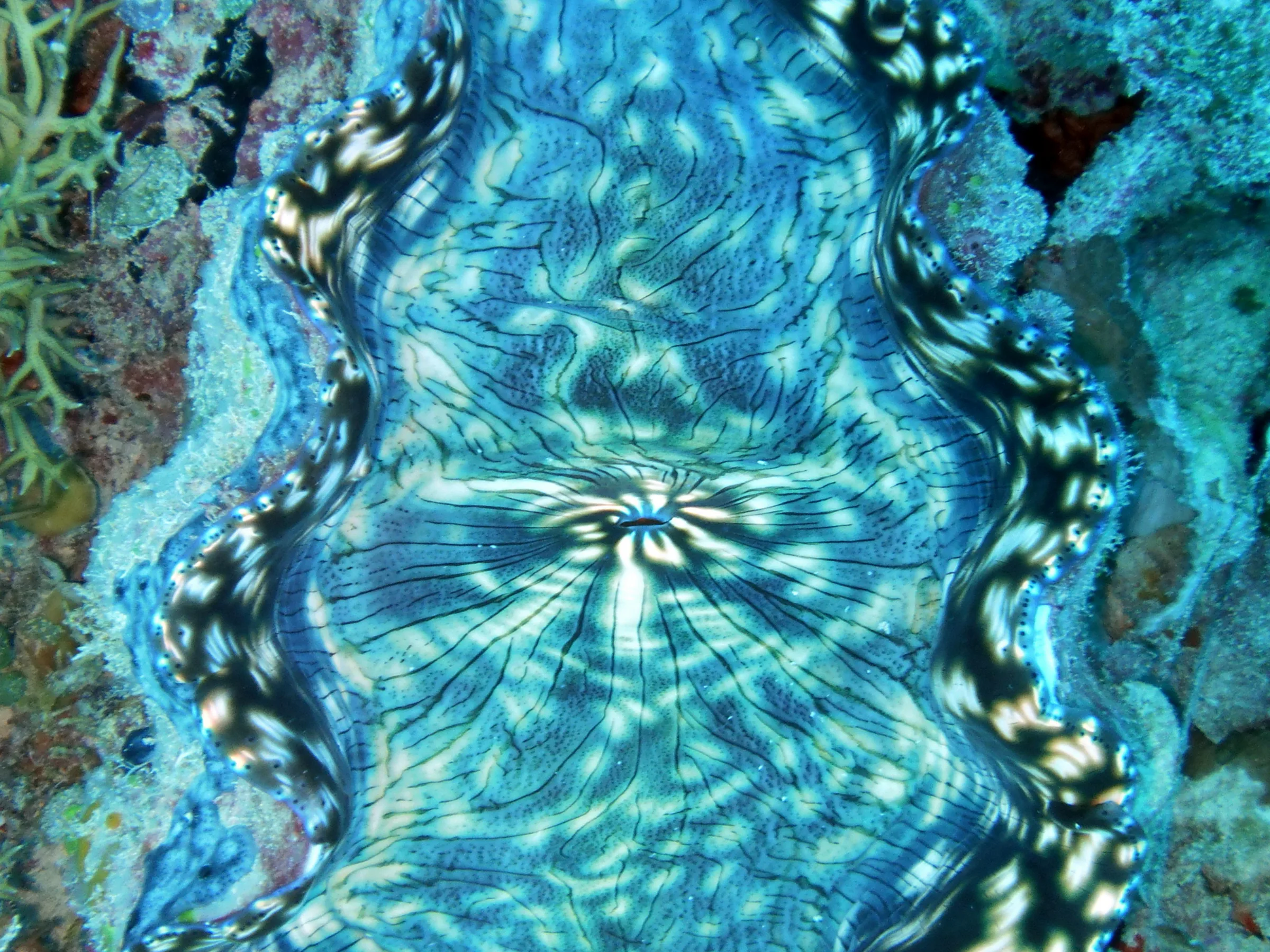 A striking pattern appears on this blue clam found at Sam's Wall.