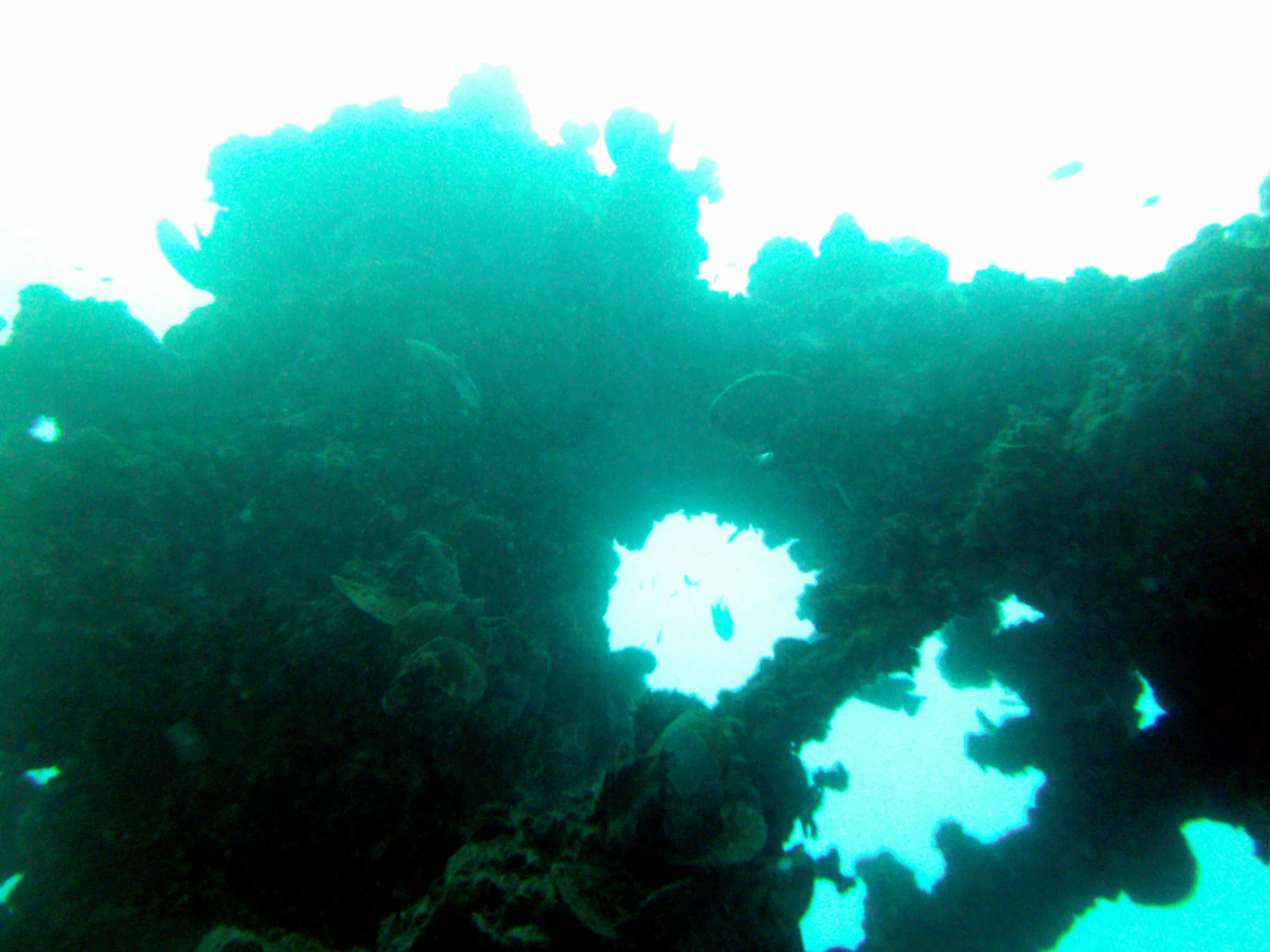 Ship's rail on the WWII Wreck Nagisan Maru.