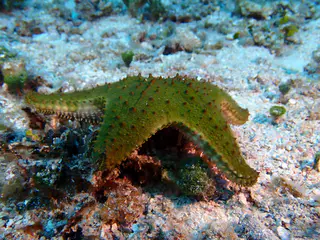 Underwater photograph by Joel Bergsma