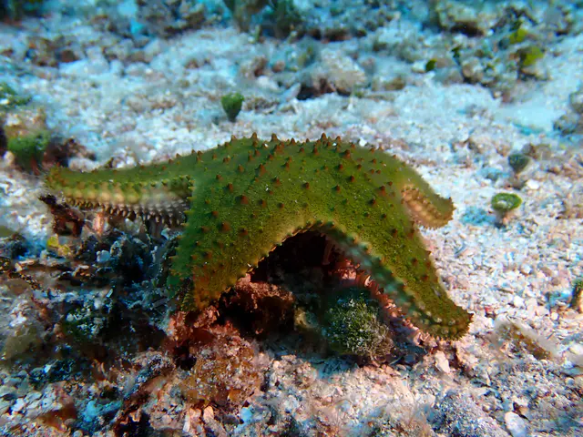 Underwater photograph by Joel Bergsma