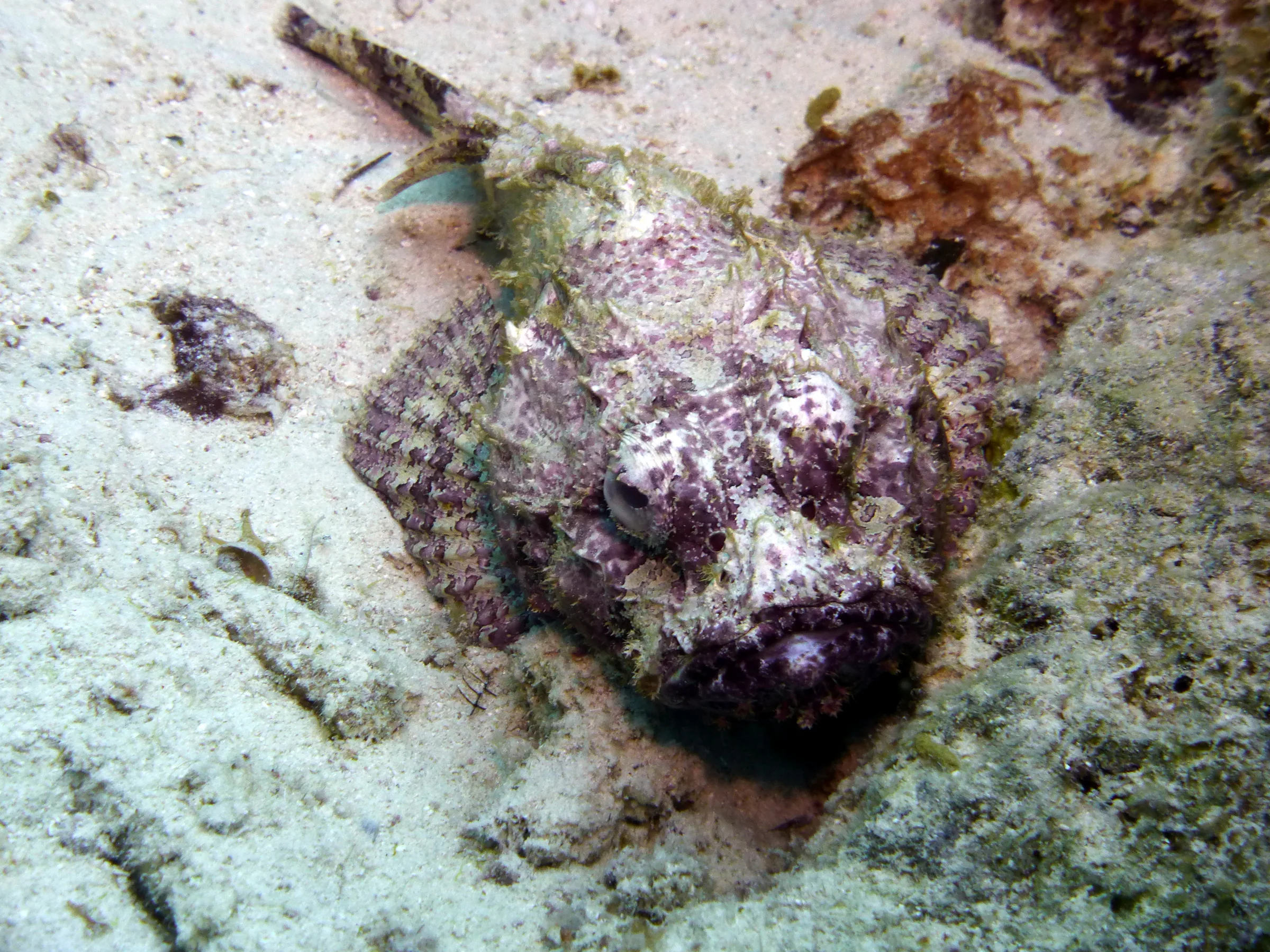 Spotted Scorpionfish, Bonaire, 2013