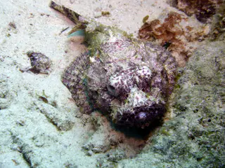 Underwater photograph by Joel Bergsma