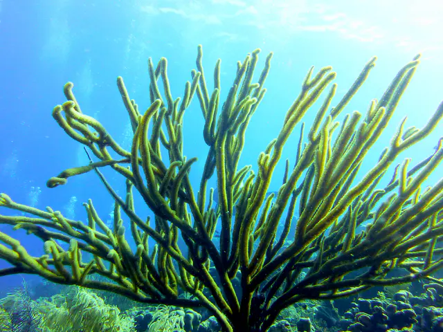 Underwater photograph by Joel Bergsma