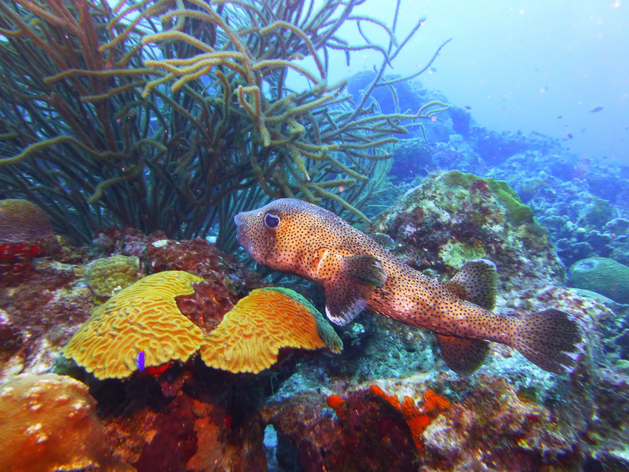 Bonaire underwater photograph, 2013