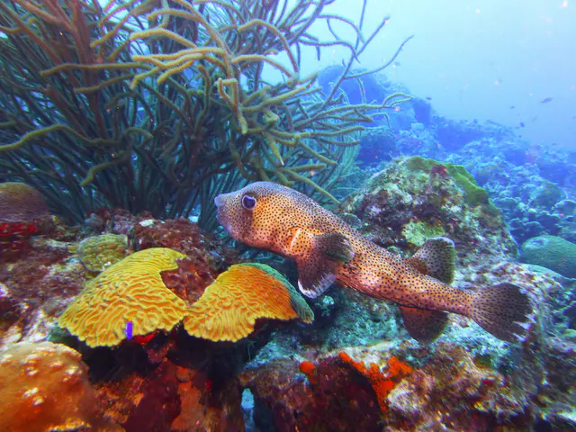 Underwater photograph by Joel Bergsma