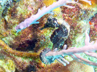 Underwater photograph by Joel Bergsma