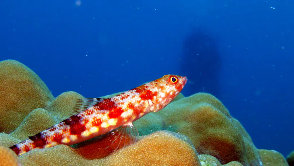 Underwater photograph by Joel Bergsma