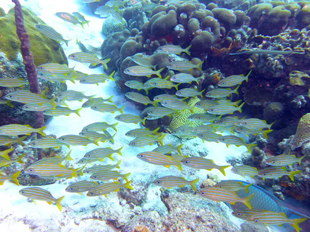 Underwater photograph by Joel Bergsma