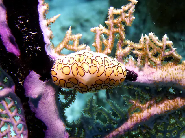 Underwater photograph by Joel Bergsma