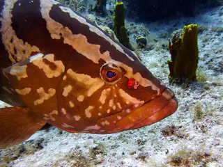Underwater photograph by Joel Bergsma