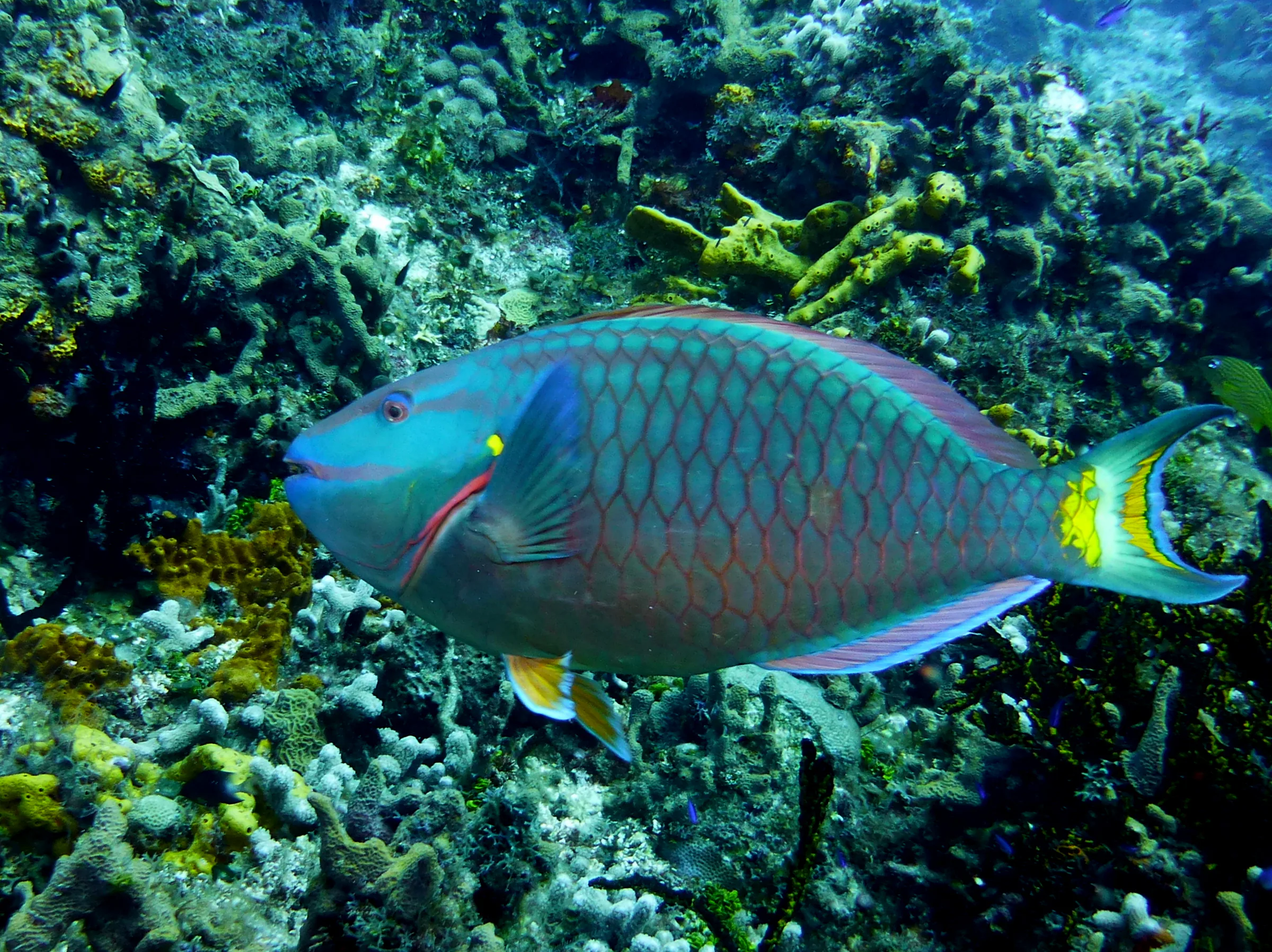 Parrotfish, Cozumel, 2013