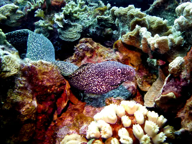 Underwater photograph by Joel Bergsma