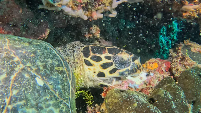 Underwater photograph by Joel Bergsma
