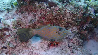 Scrawled Filefish