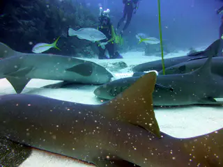 Underwater photograph by Joel Bergsma