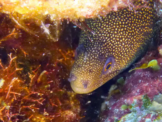 Underwater photograph by Joel Bergsma