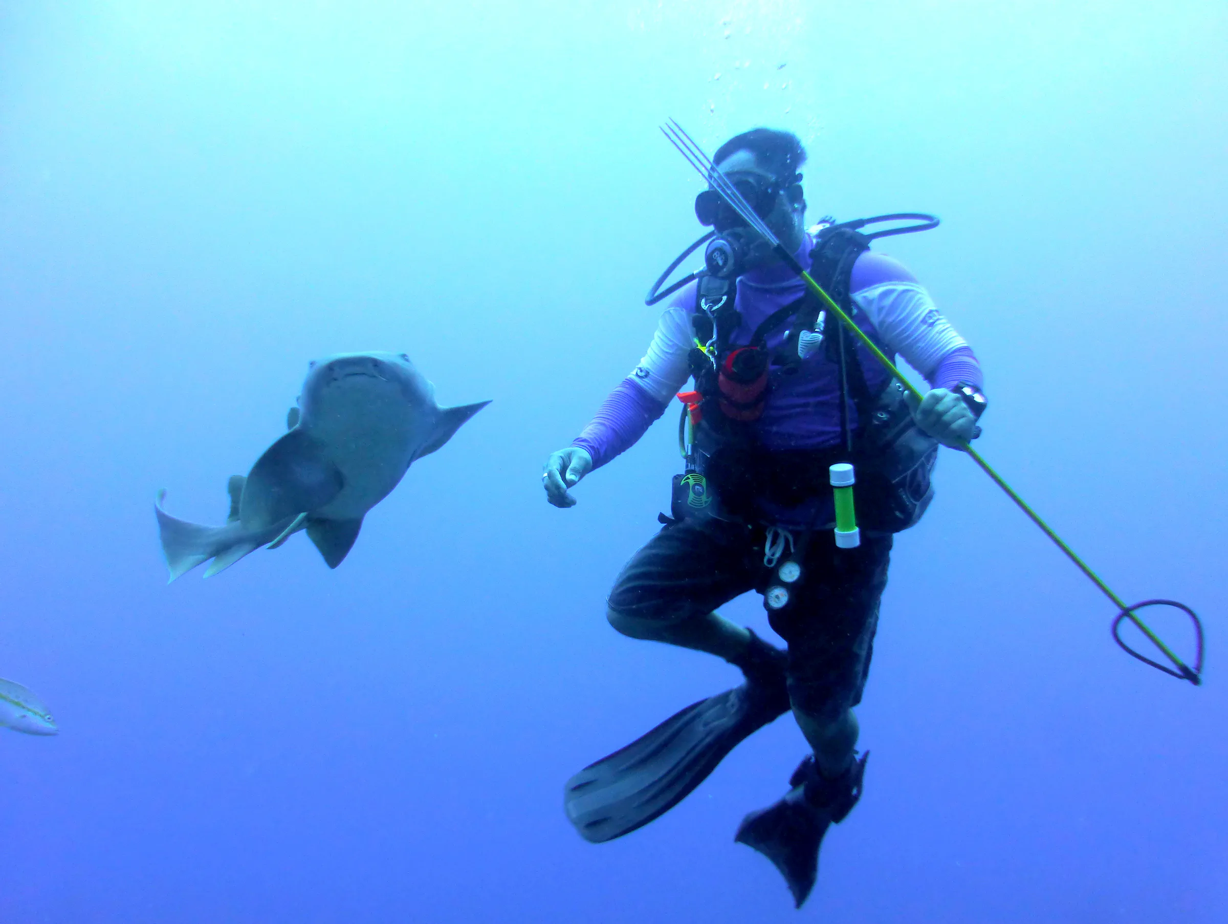 Nurse Shark, Belize, 2017