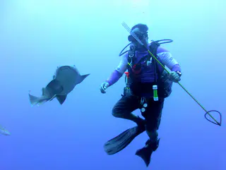 Underwater photograph by Joel Bergsma